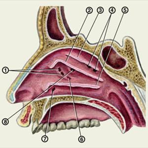  Sinus Infection 